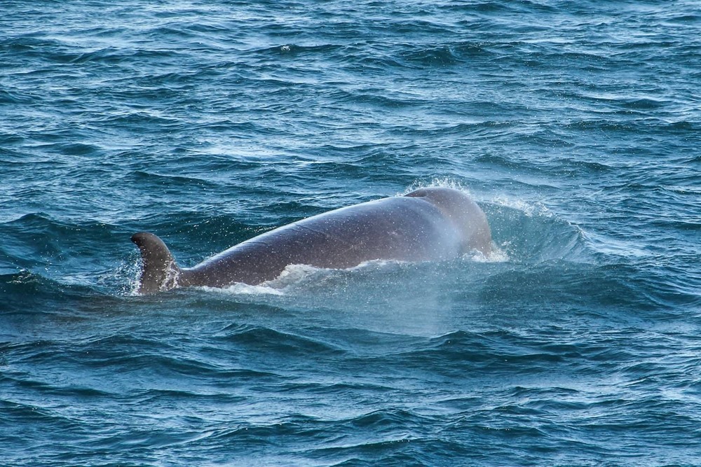 SA_Bottlenose Whales 3.jpg