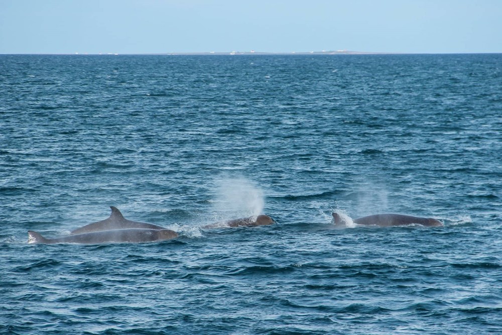 SA_Bottlenose Whales 4.jpg