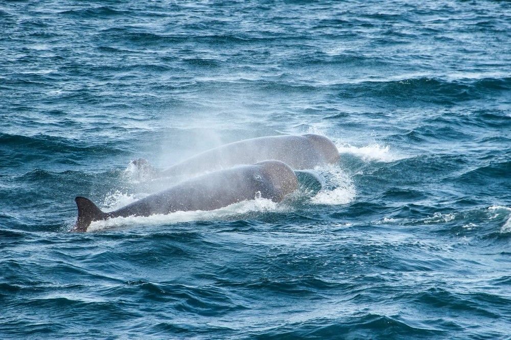 SA_Bottlenose Whales 5.jpg