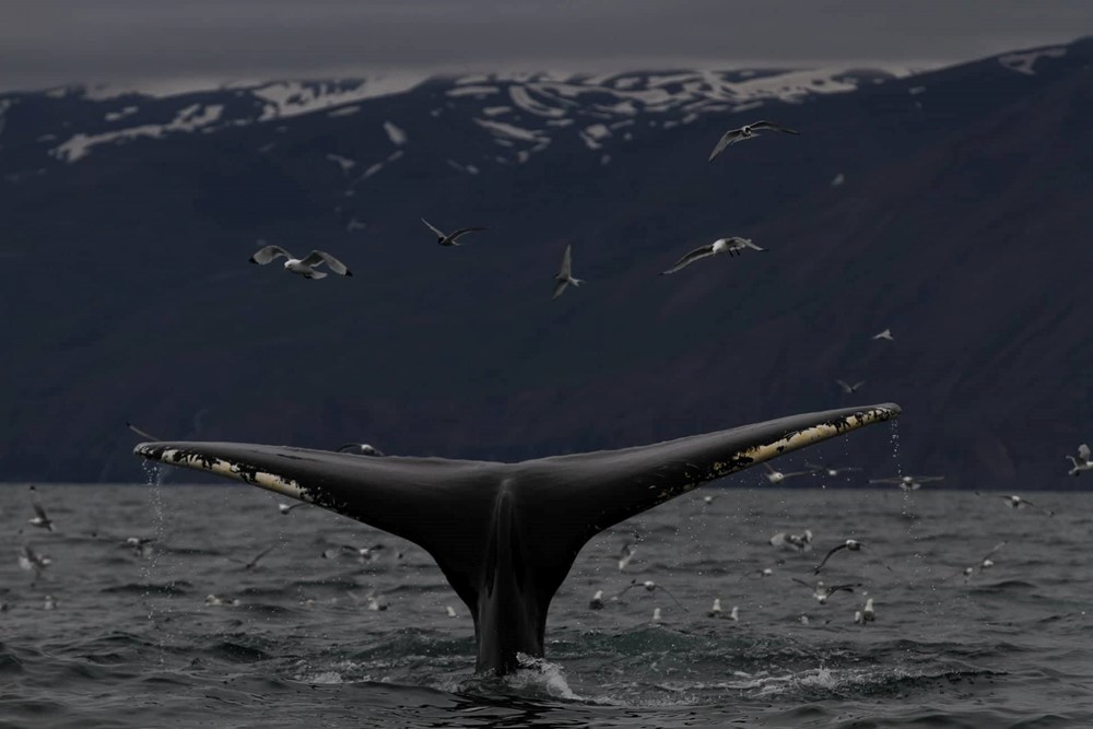 SA_Ocean of Whales 1.jpg