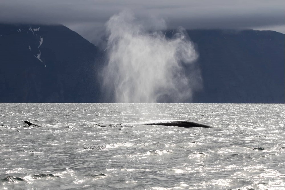 SA_Ocean of Whales 2.jpg