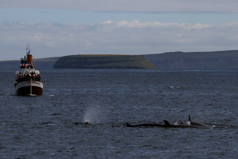 SA_Ocean of Whales 4.jpg