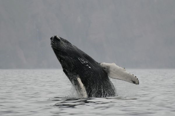 Humpback whale calf breaching