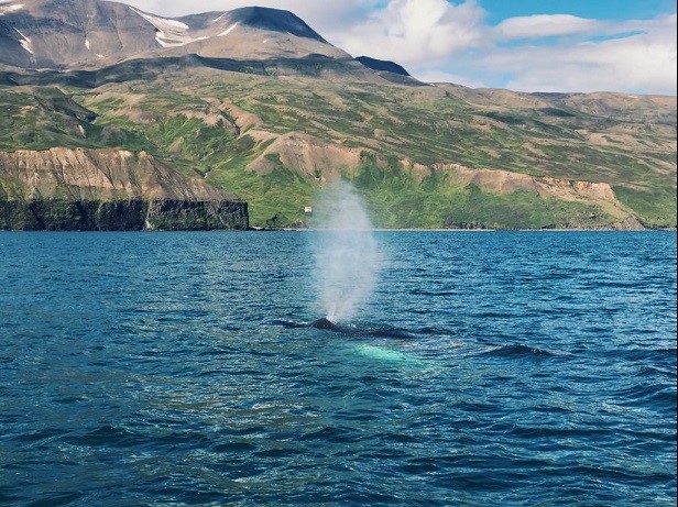 naustavik humpback.jpg