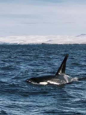 orca r.jpg