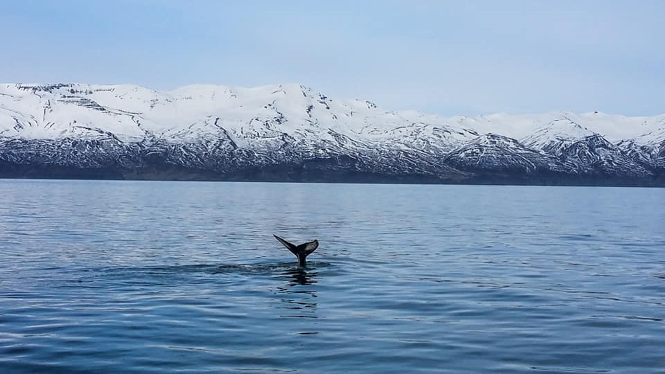 SA_fluke with mountains.jpg