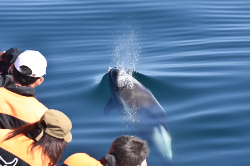 dolphin whale watching