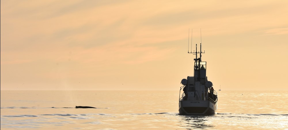 humpback_sylvia_gentlegiants