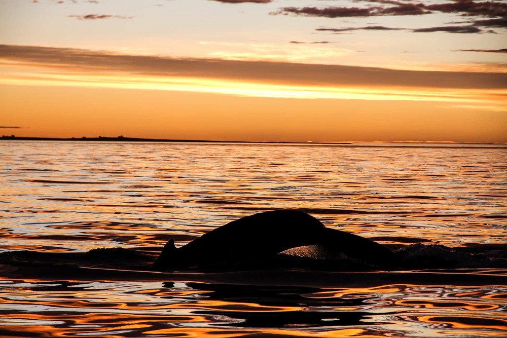 SA_yellow-red sea 2.jpg