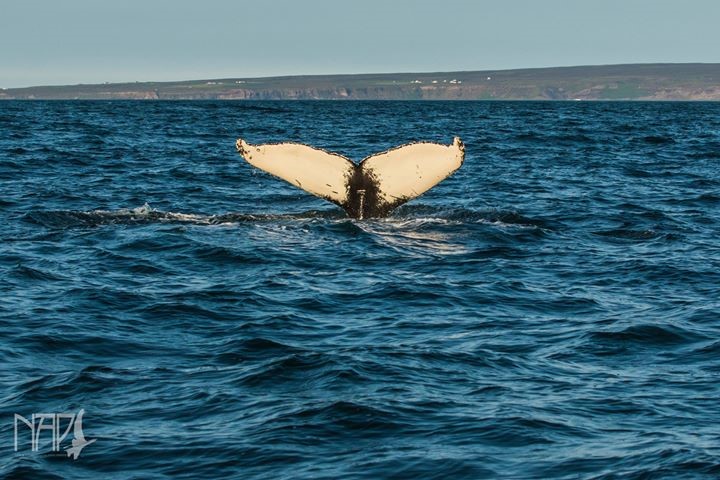 Rafal Niziolek passenger Facebook1.jpg
