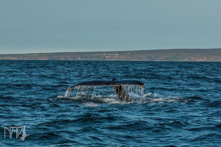 Rafal Niziolek passenger Facebook2.jpg