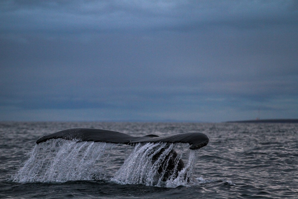 SA_humpback fluke low 1.jpg