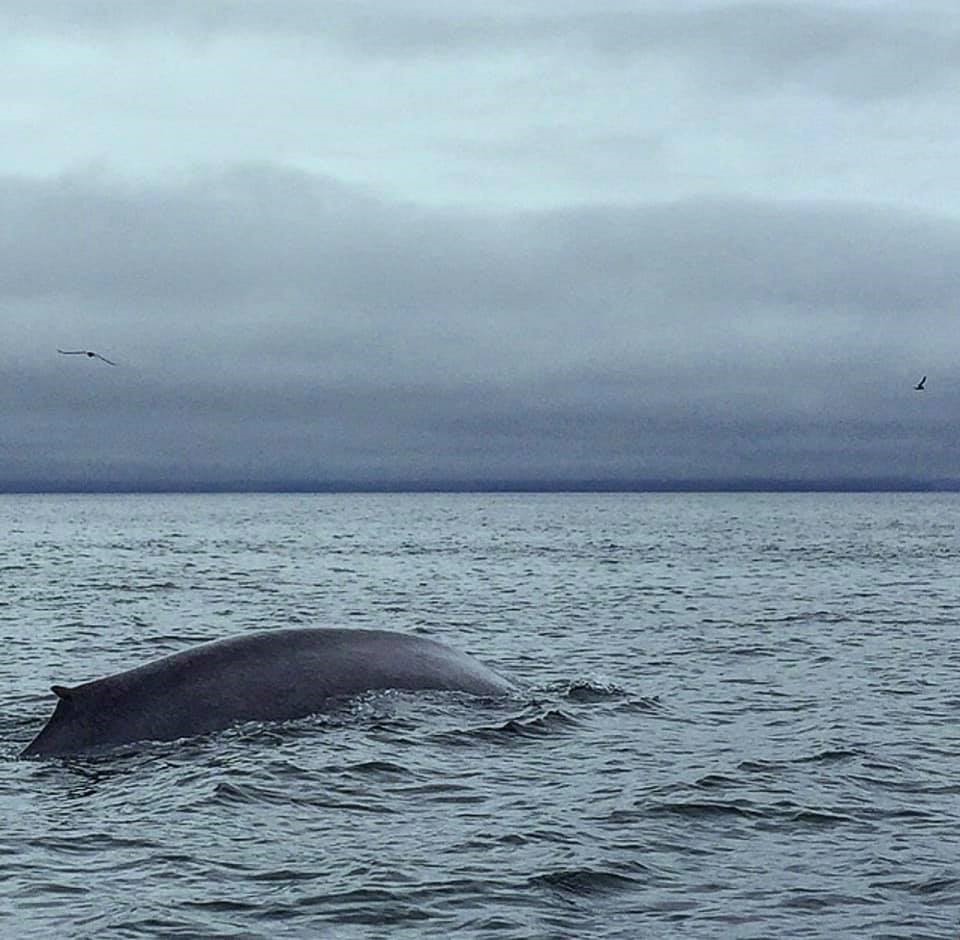 First Blue Whale_March_Aksel.jpg