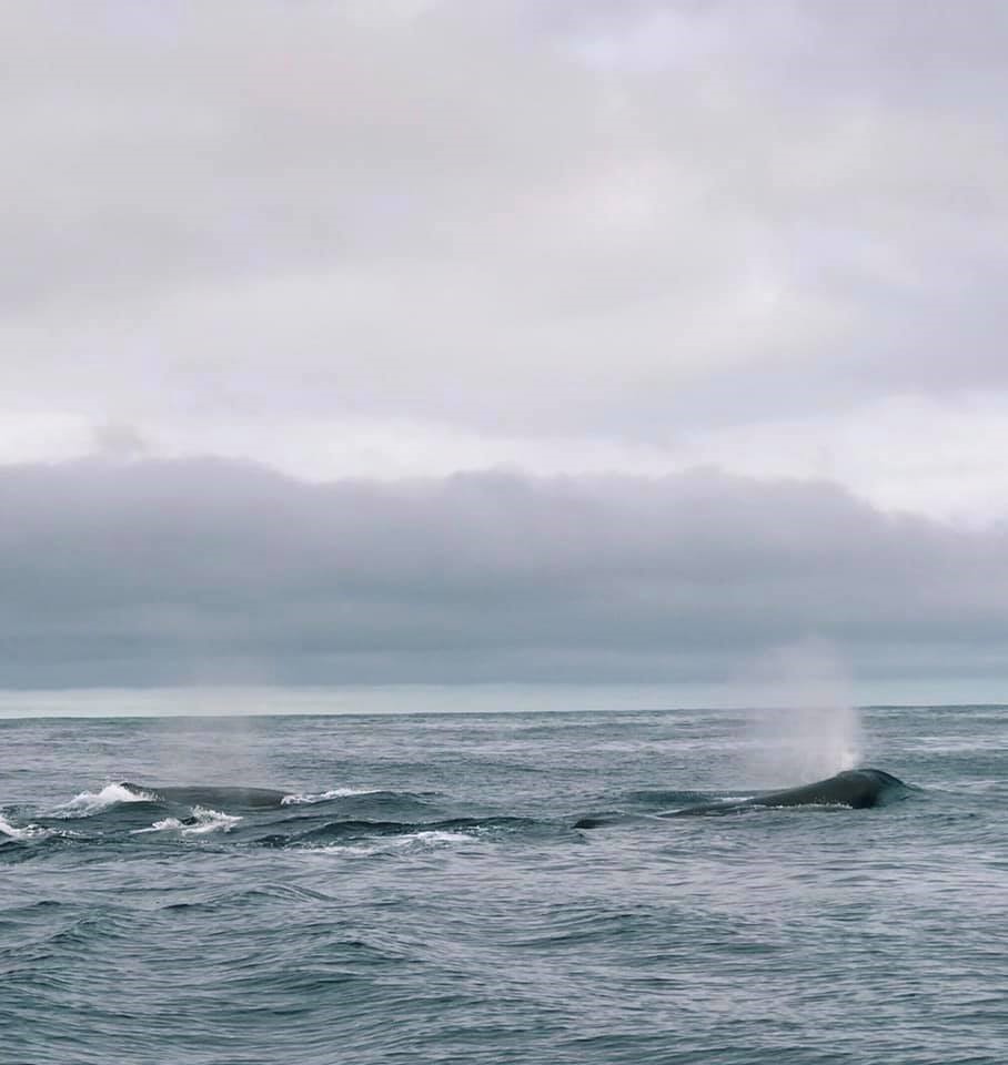 Sperm Whales_April_Aksel.jpg