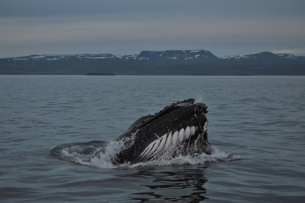 Feeding Whale_Charla.jpg