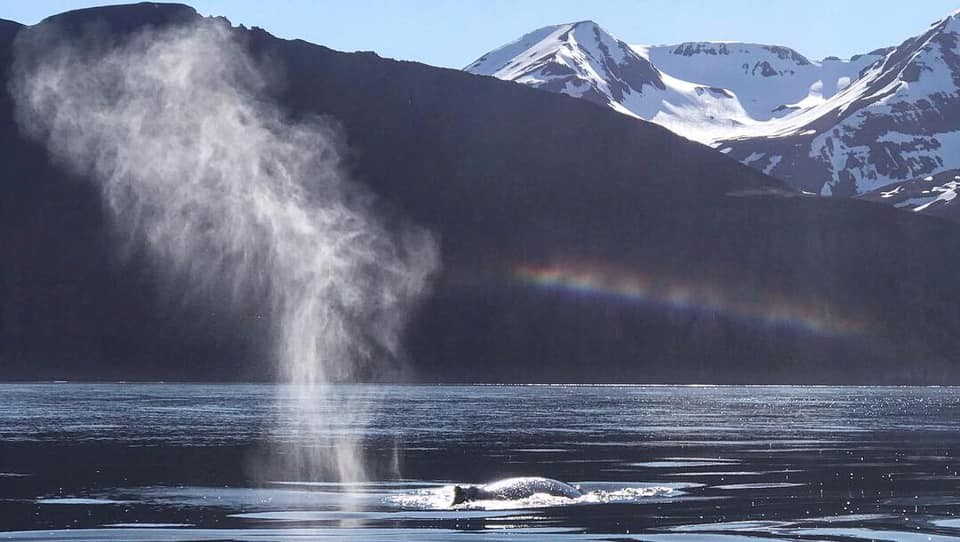 Humpback April_Aksel1.jpg