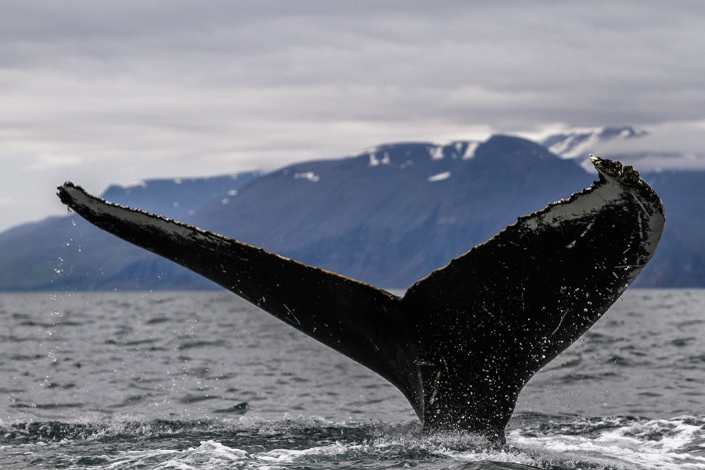 winter whales_Sarah2.jpg