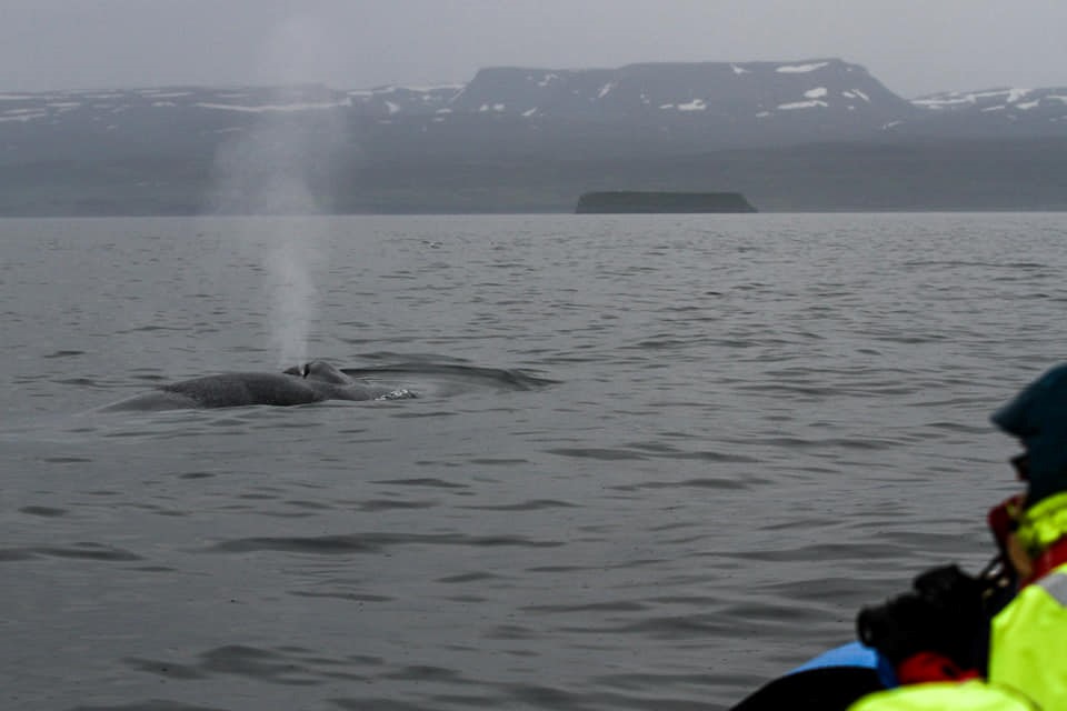 Blue Whale_August_Sarah1.jpg