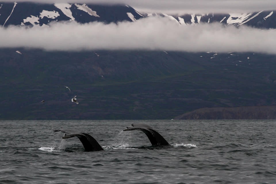 Double Fluke_Sarah.jpg