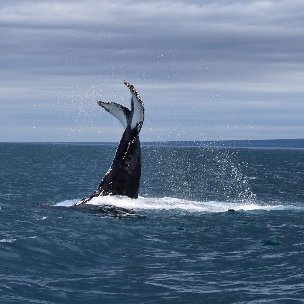 Lobtailing Humpback_Trina.jpg