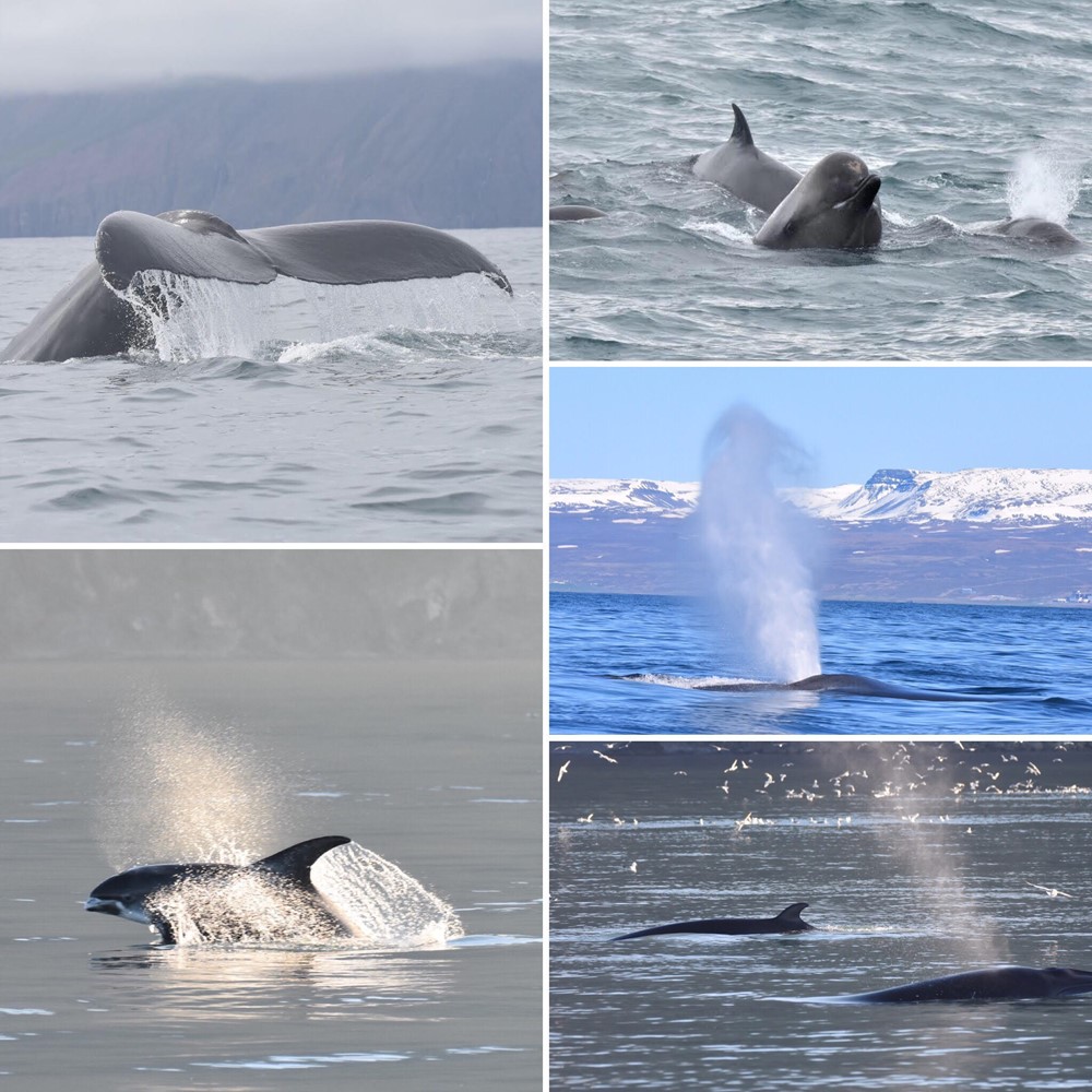 several species_Natalia.jpg