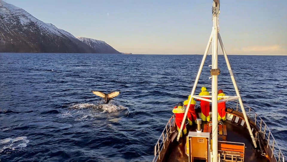 winter whales_Sarah4.jpg