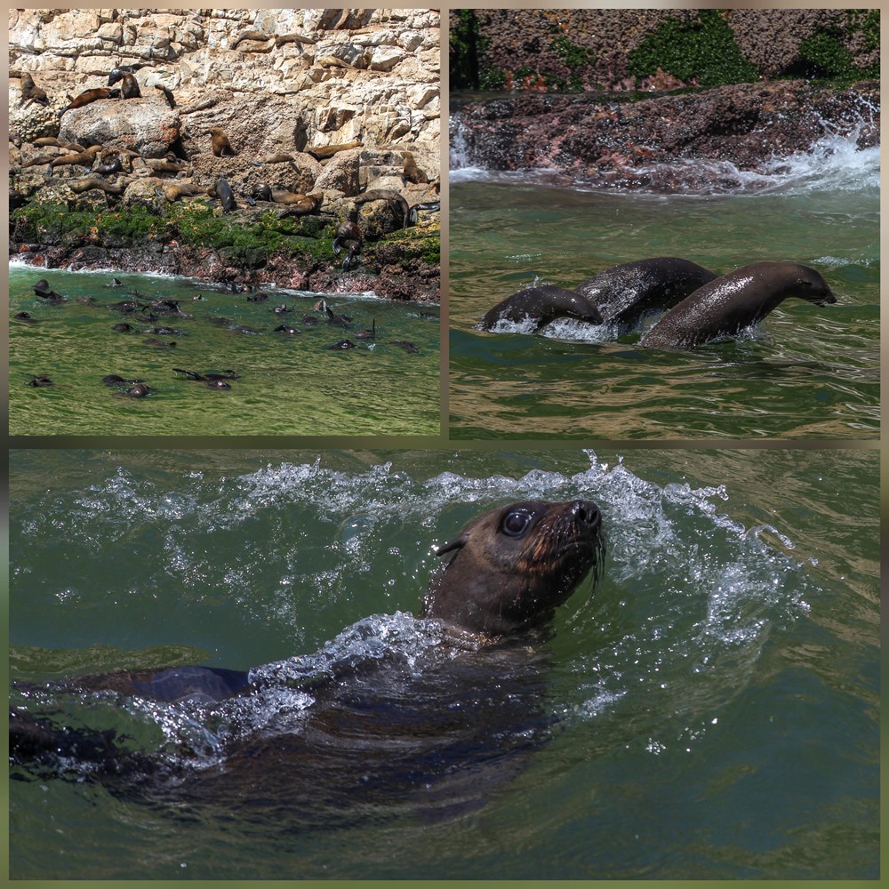 SA_African Fur Seals.jpg