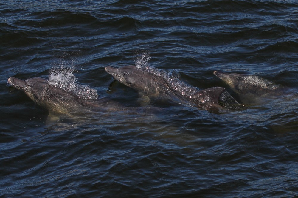 SA_bottlenose dolphins1.jpg