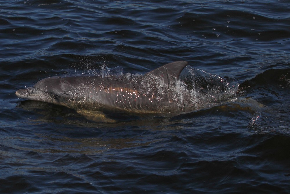 SA_bottlenose dolphins2.jpg