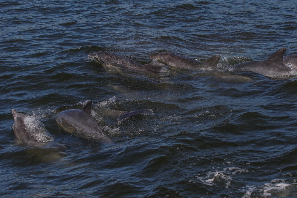 SA_bottlenose dolphins3.jpg