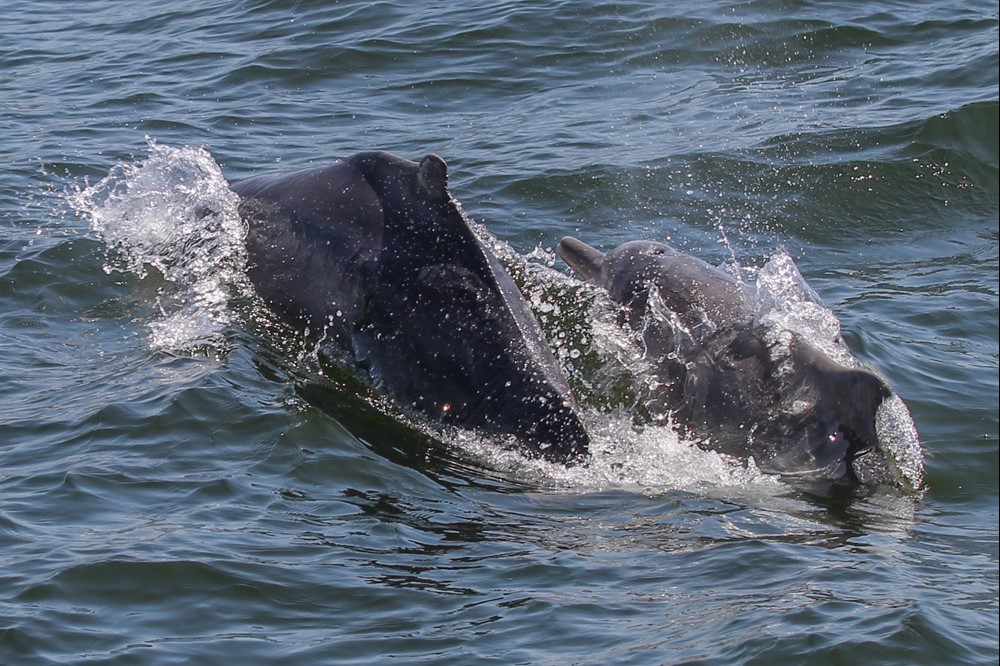 SA_humpback dolphins.jpg