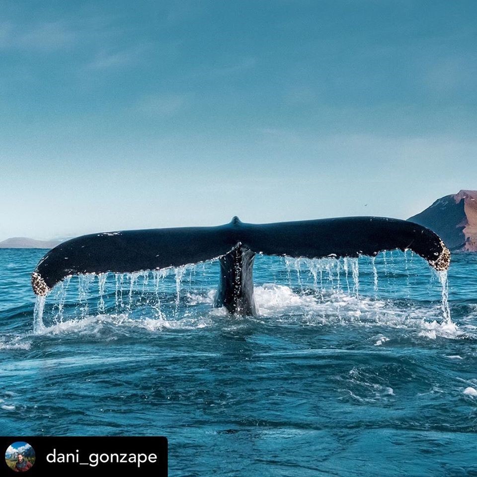 Humpback whale Húsavík Iceland