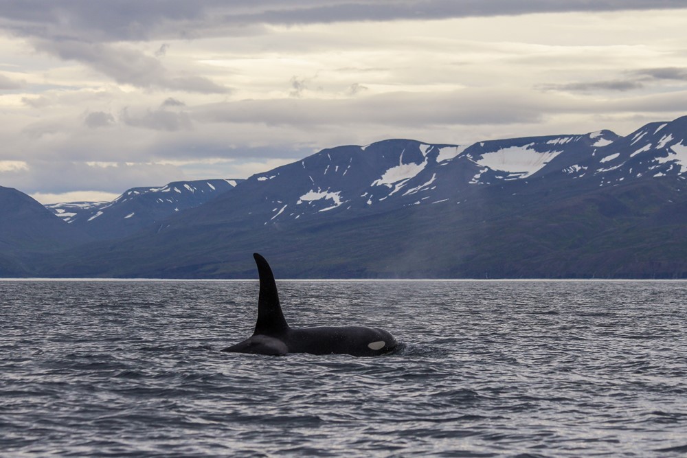 SA_Orcas2020_1.jpg