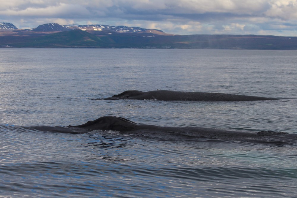 SA_Perfect autumn whale watching2.jpg