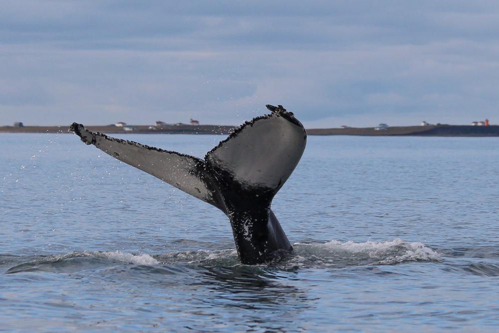 SA_Perfect autumn whale watching4.jpg