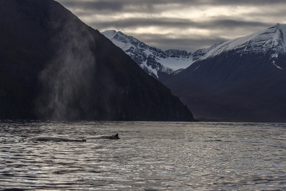 SA_Perfect autumn whale watching10.jpg