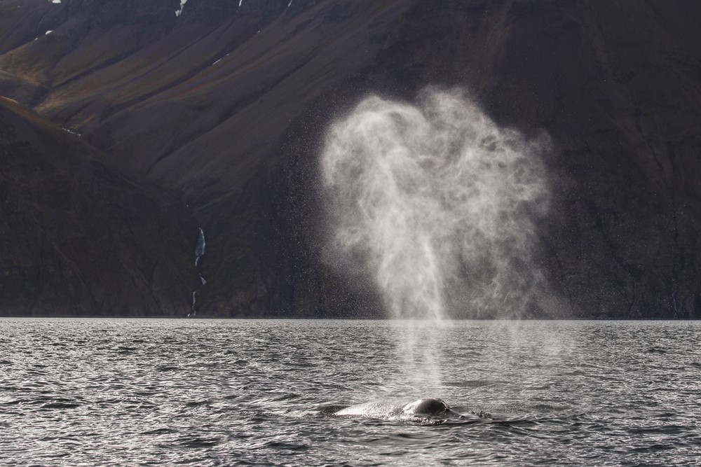 SA_Perfect autumn whale watching11.jpg