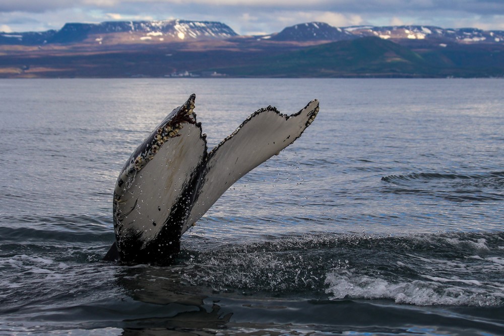 SA_end of season4.jpg