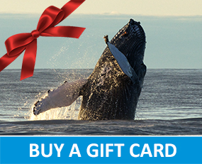 Buy a gift card whale watching Húsavík Iceland