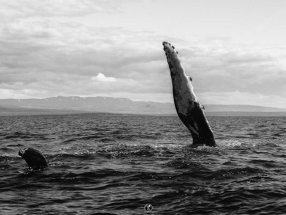 The humpbacks are known for being active and here is one showing its long flipper - Gentle Giants Whale Watching Húsavík Iceland
