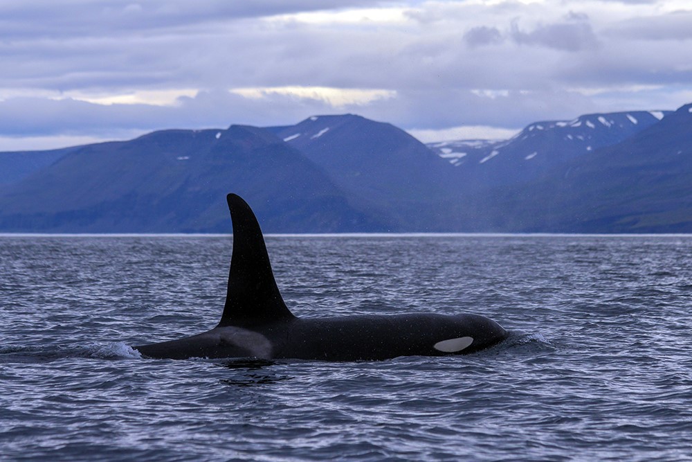 Orcas visited Skjálfandi Bay last season - Gentle Giants Whale Watching Húsavík Iceland