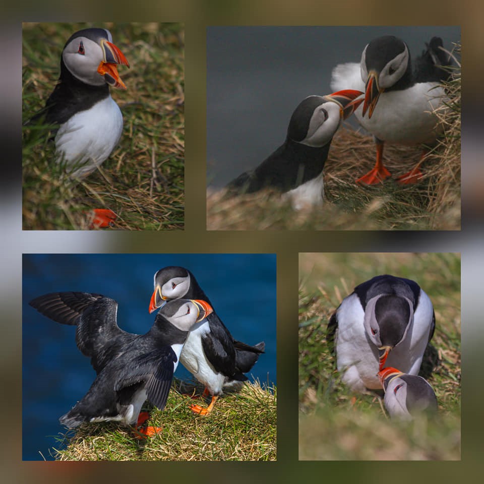 Puffins – the Clowns of the Ocean – of course as usual played a big role on our tours - Gentle Giants Whale Watching Húsavík Iceland
