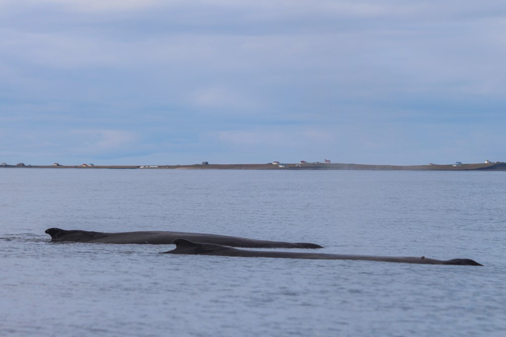 Two humpbacks surfacing with Flatey Island in the background - Gentle Giants Whale Watching Húsavík Iceland