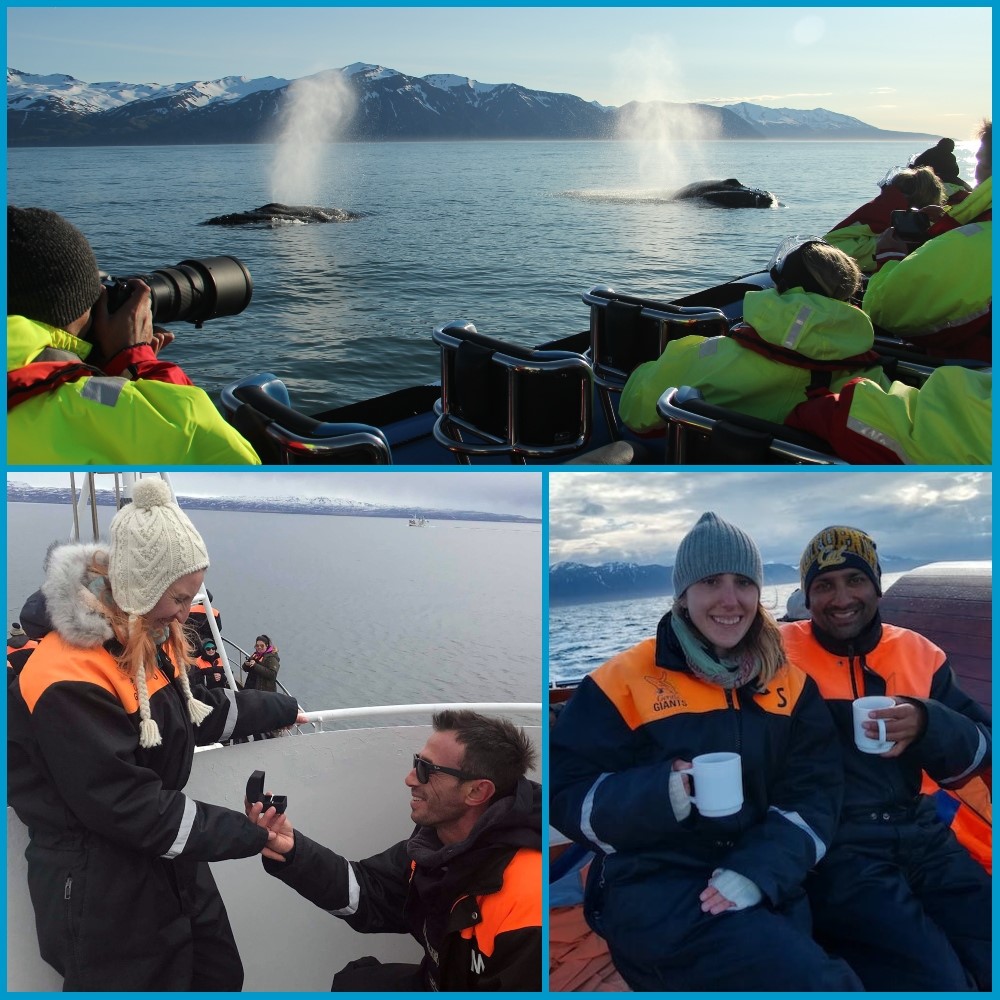 Valentines Day Gentle Giants - Gift Cards Whale Watching Experience