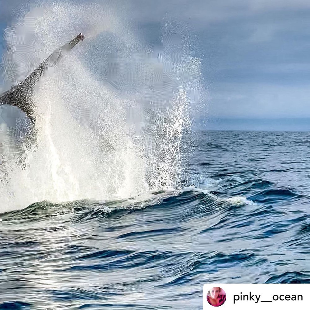 Humpback whale Skjálfandi Bay Gentle Giants Húsavík Iceland