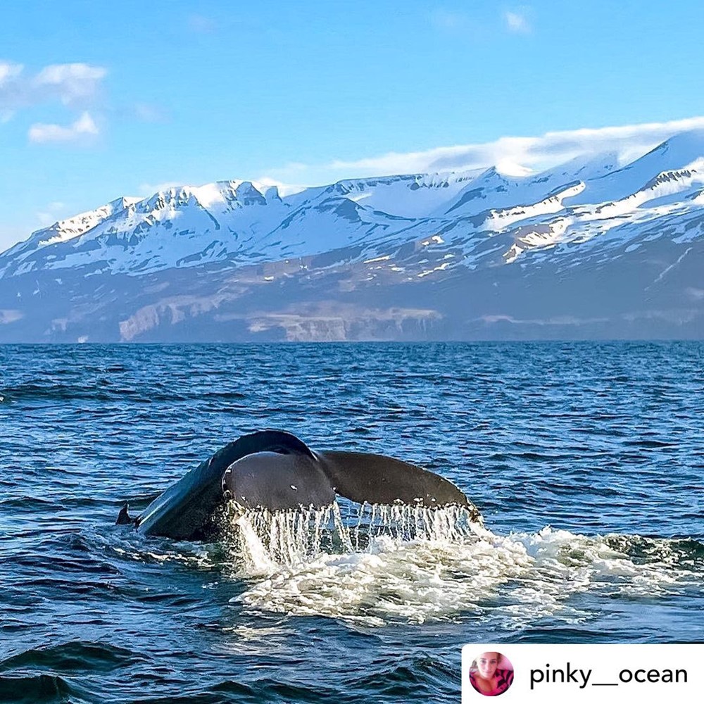 Humpback whale Skjálfandi Bay Gentle Giants Húsavík Iceland