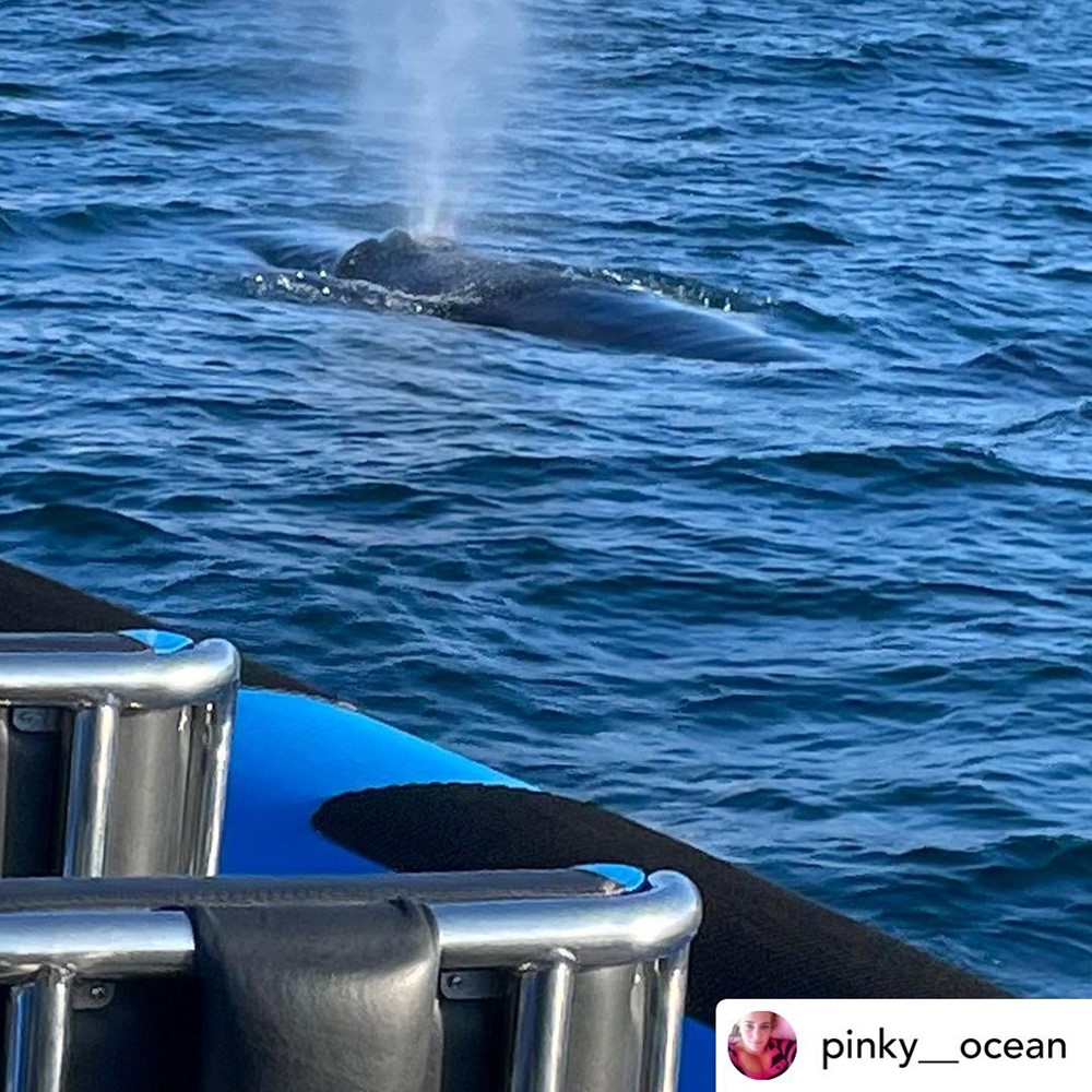 Humpback whale Skjálfandi Bay Gentle Giants Húsavík Iceland