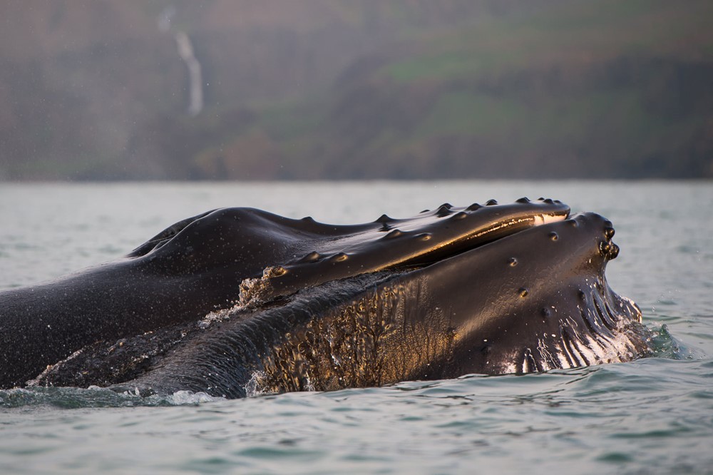 Successful July Húsavík Whale Watching Gentle Giants Iceland