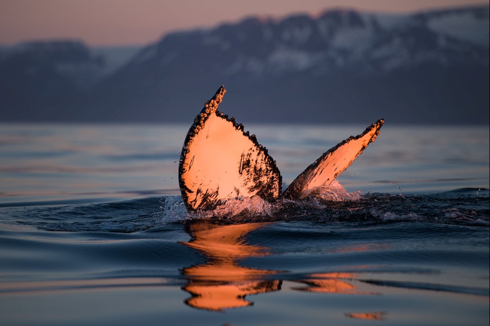 Successful July Húsavík Whale Watching Gentle Giants Iceland