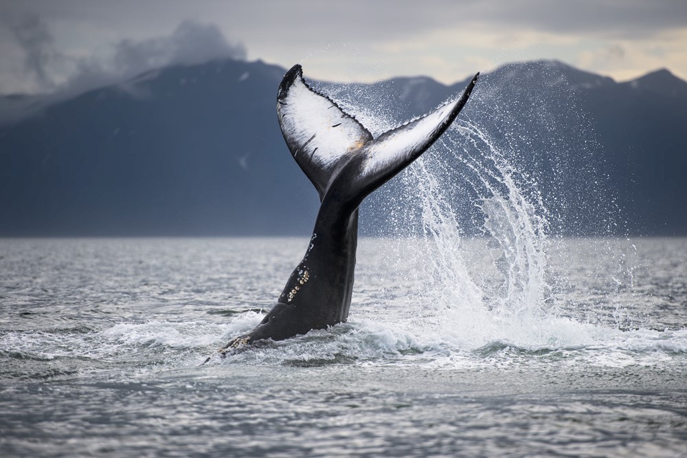 Successful July Húsavík Whale Watching Gentle Giants Iceland